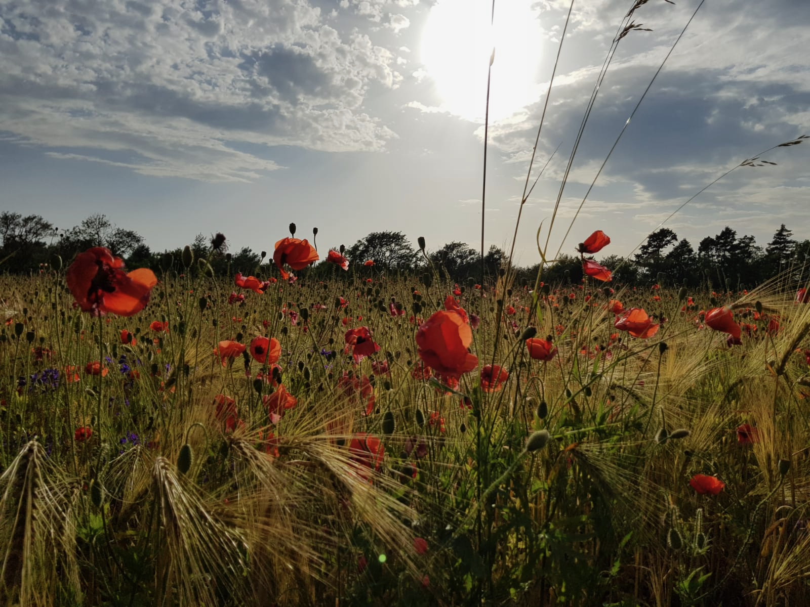 964d0747-bced-44e0-96ad-37120eda3bfc